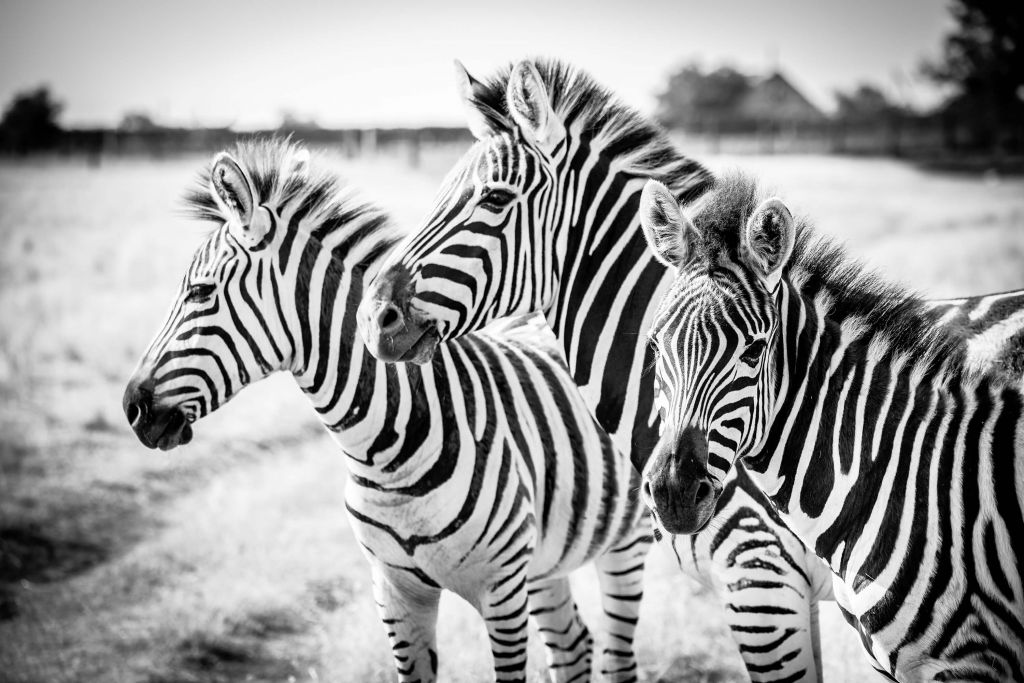 Zèbres côte à côte noir et blanc