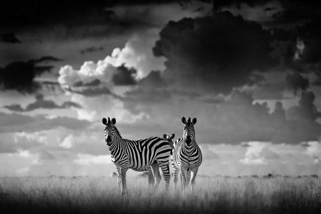 Zèbres au loin noir et blanc