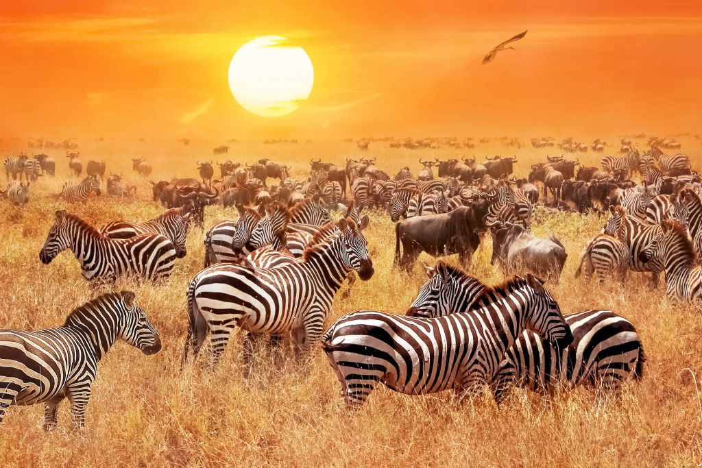 Soleil de la savane avec des zèbres