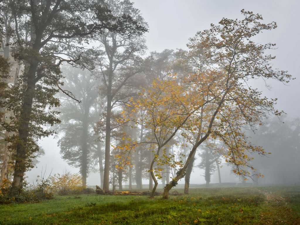 Champ d'herbe avec des arbres et du brouillard