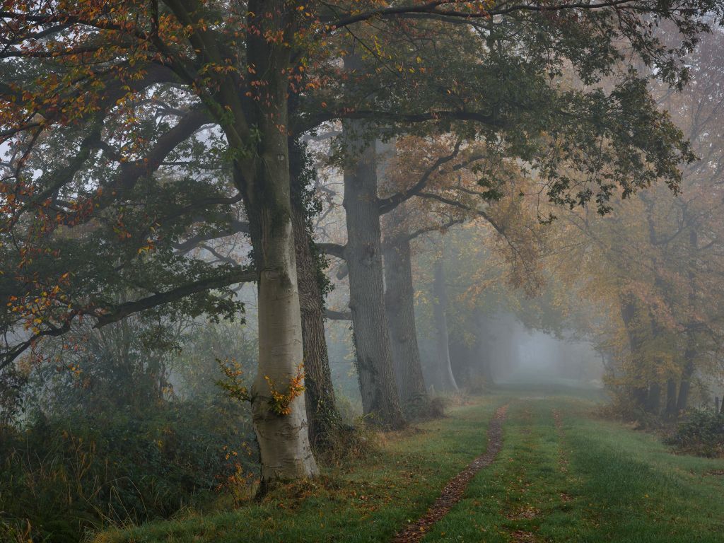 Allée avec des arbres dans le brouillard