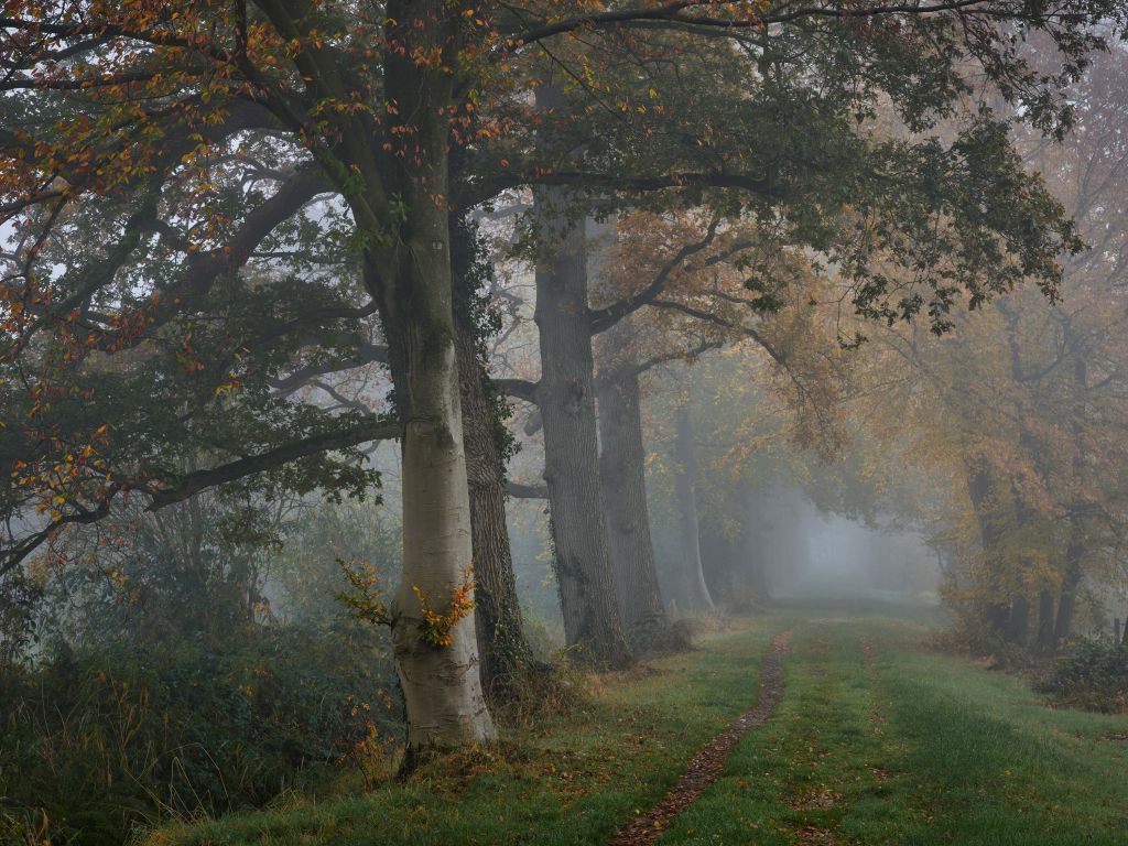 Allée avec des arbres dans le brouillard