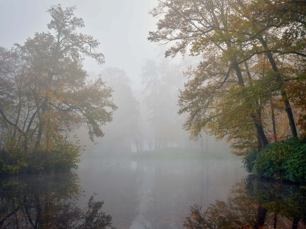 Étang de forêt dans la brume