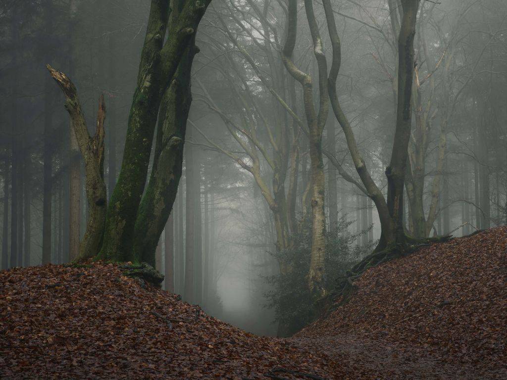 Chemin à travers une forêt mystérieuse