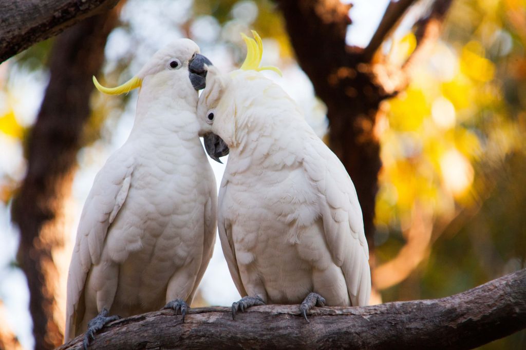 Couple de cacatoès