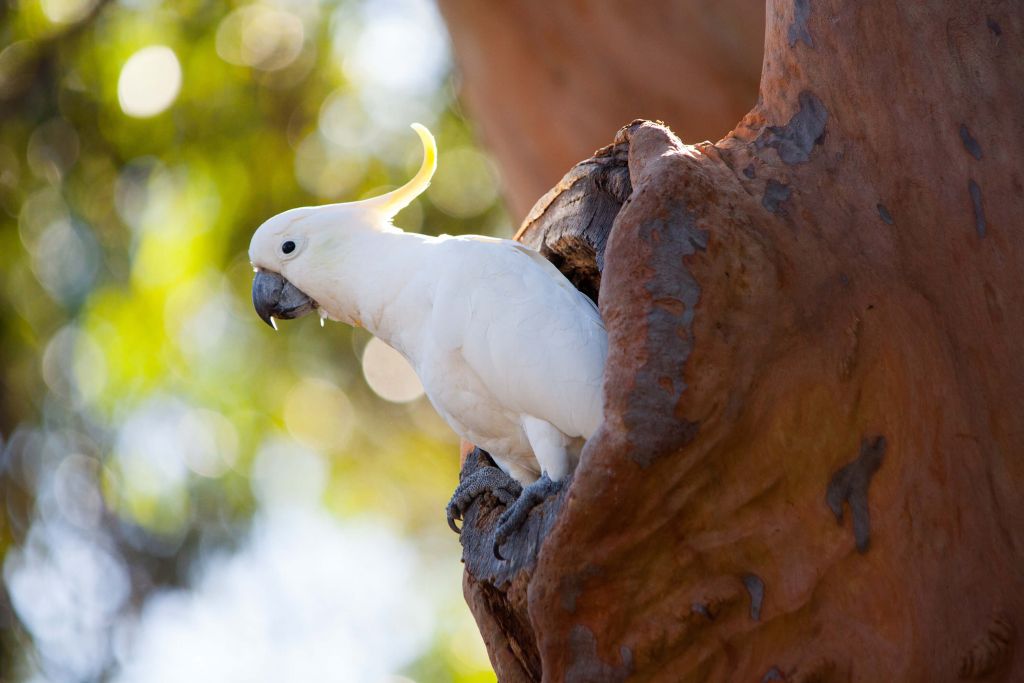 Cacatoès dans la cavité d'un arbre