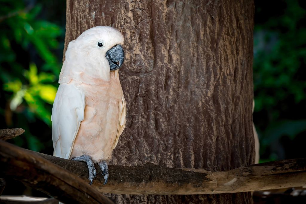 Cacatoès se reposant sur un arbre