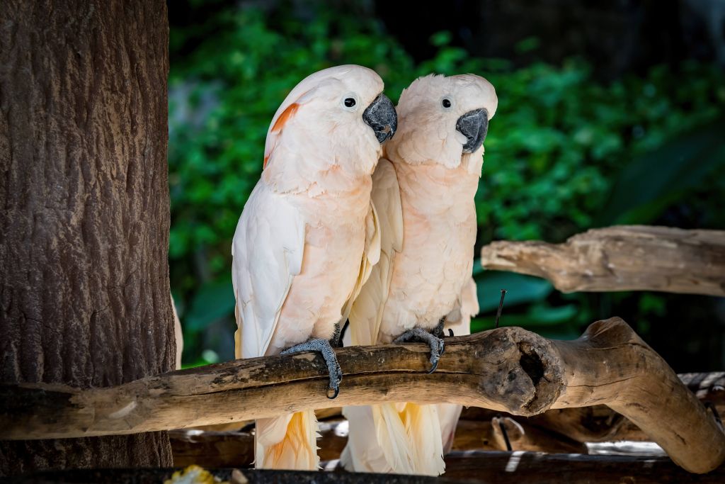 Couple de cacatoès rose clair