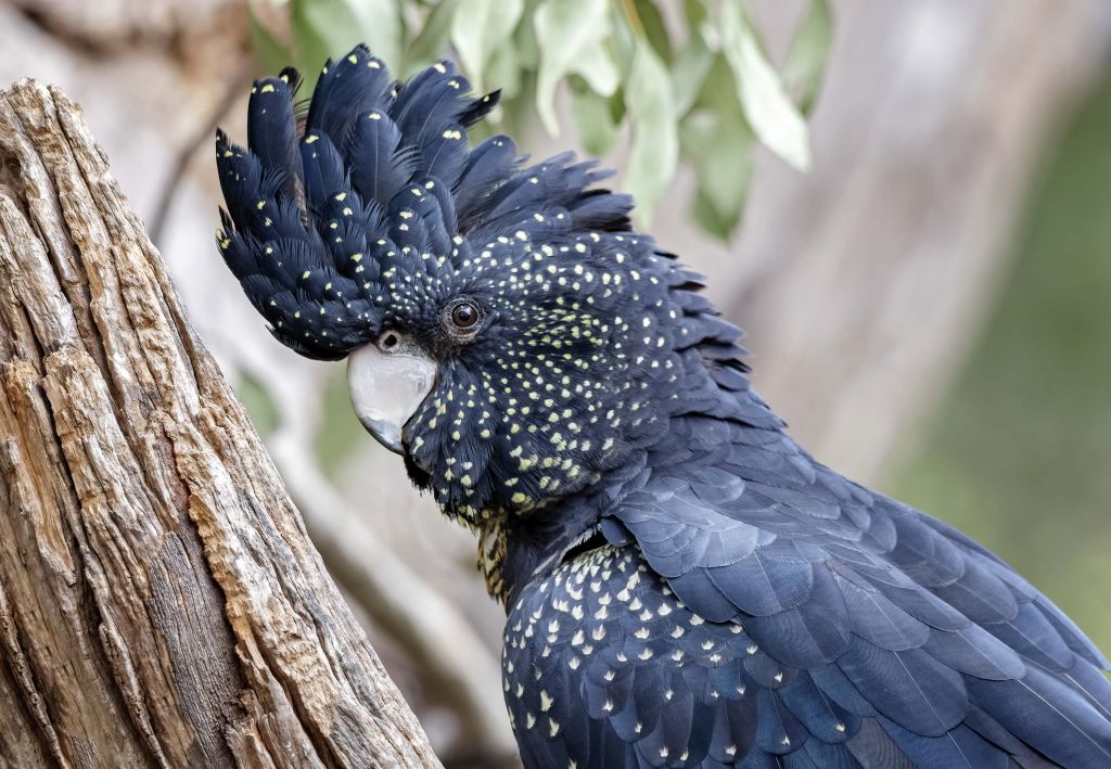 Cockatoo en gros plan