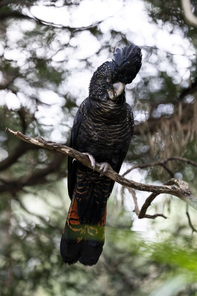 Cacatoès noir dans un arbre