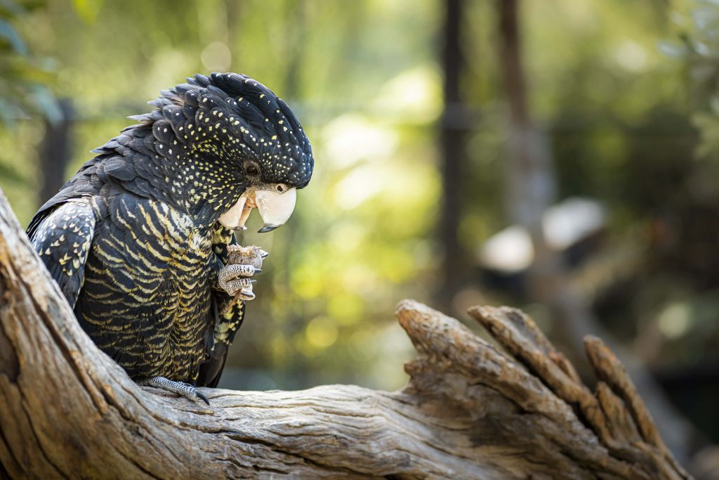 Cockatoo mangeant