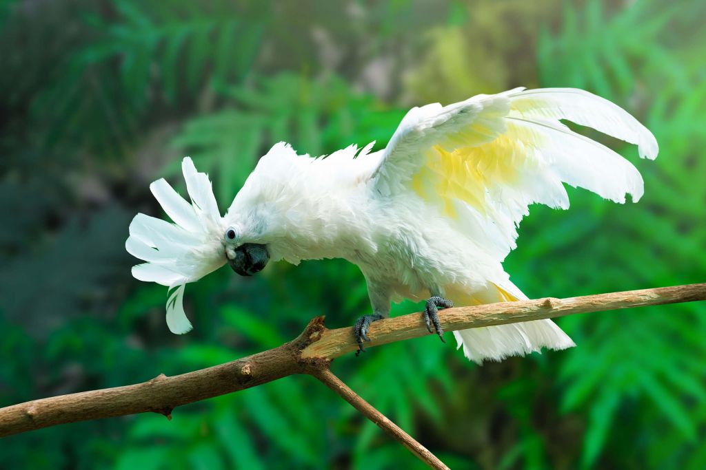 Cacatoès dans une forêt tropicale