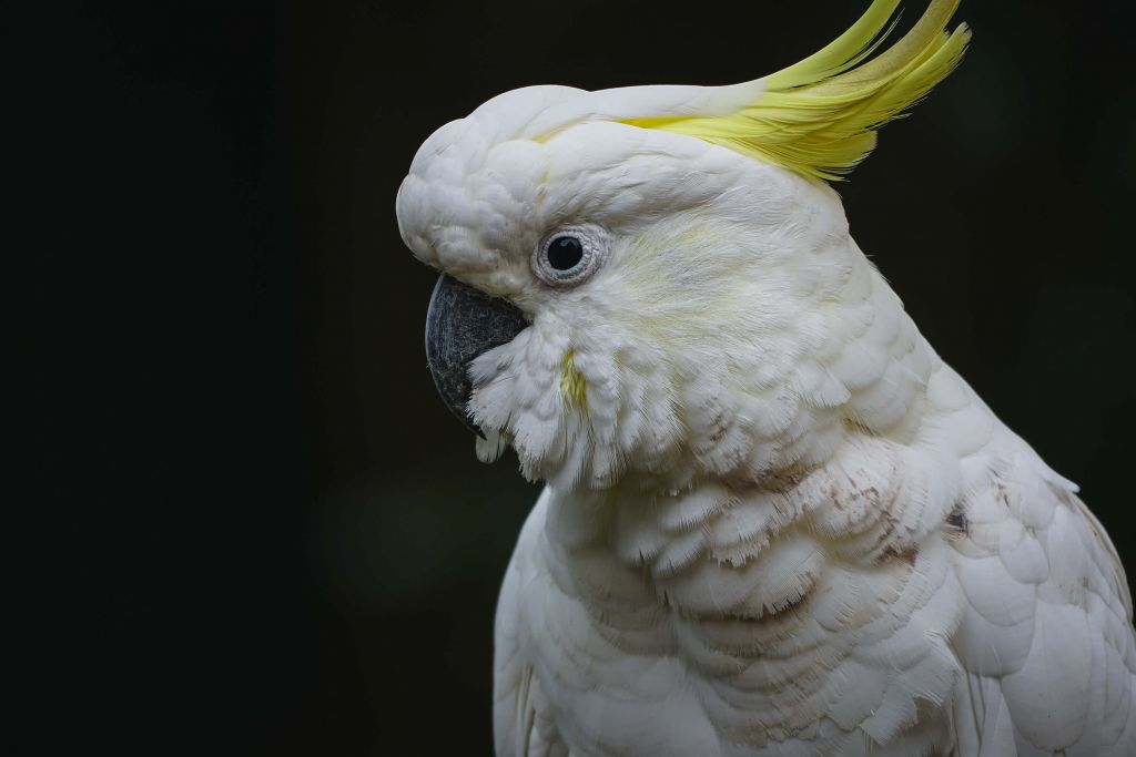 Portrait d'un cacatoès