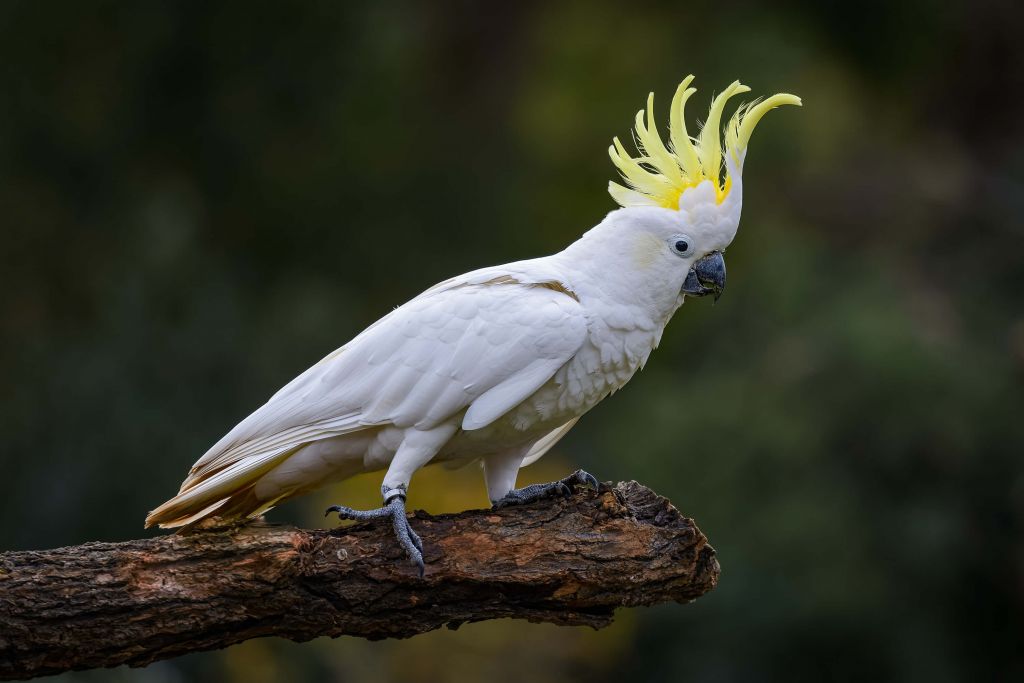 Cacatoès blanc sur une branche