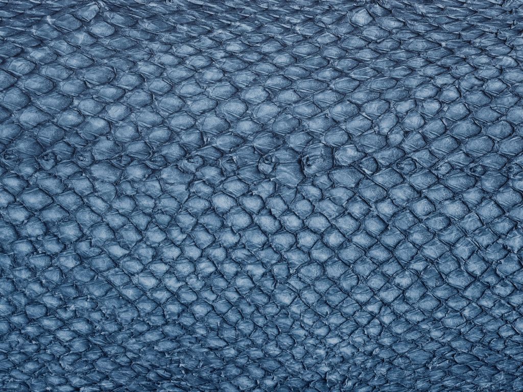 Structure de la peau du saumon en bleu