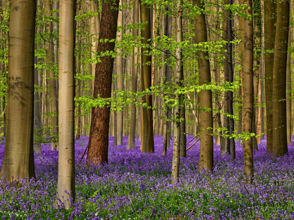 Forêt avec des fleurs violettes