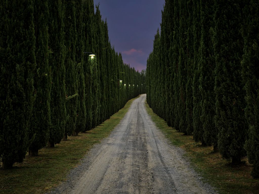 Cyprès le soir