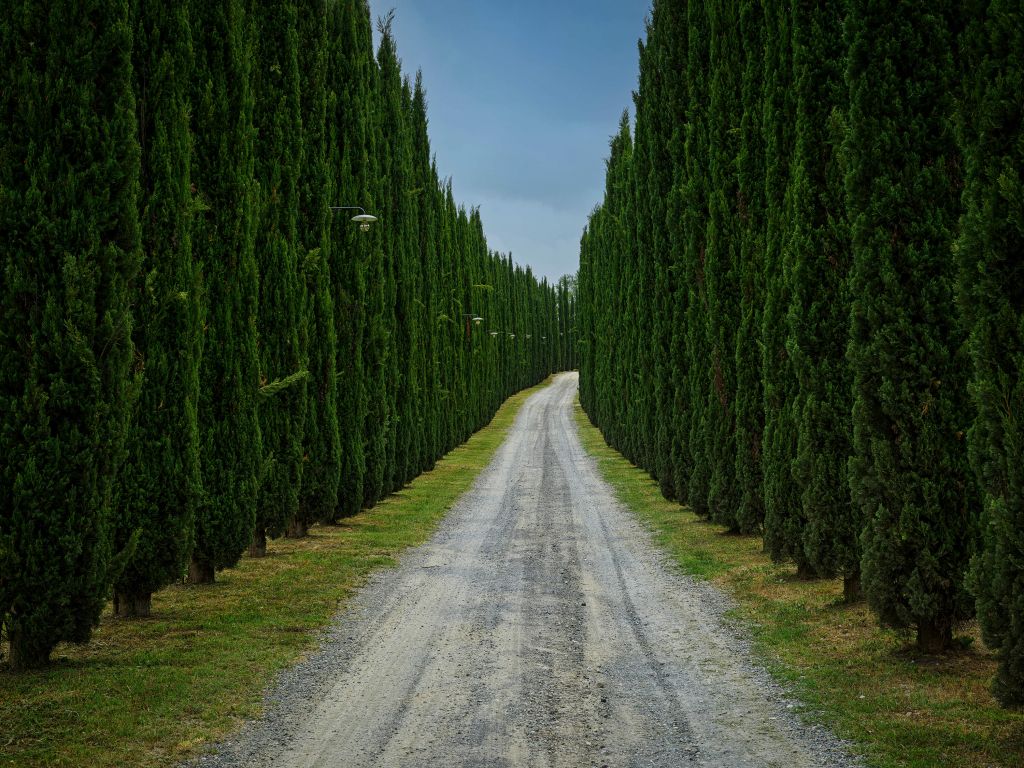 Route avec cyprès