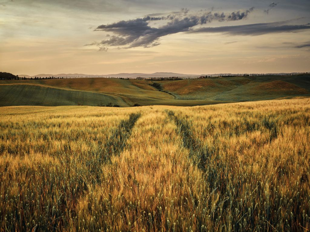 Champ de céréales avec traces