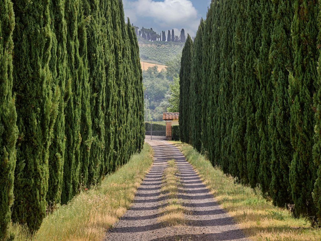 Avenue avec cyprès