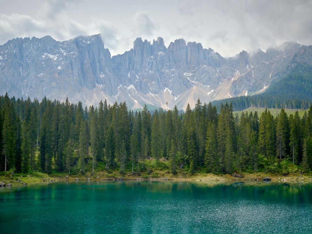 Rangée d'arbres près d'un lac de montagne