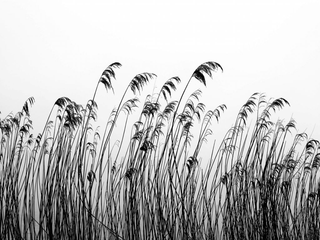 Roseau au bord de l'eau en noir et blanc