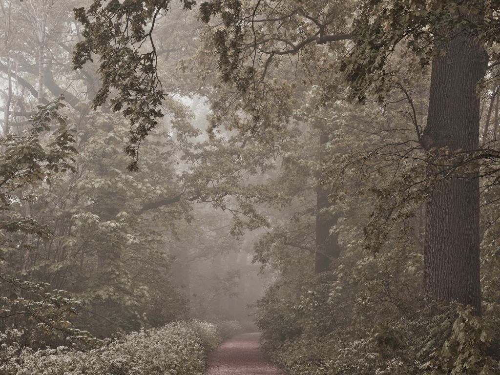 Chemin à travers la forêt brumeuse