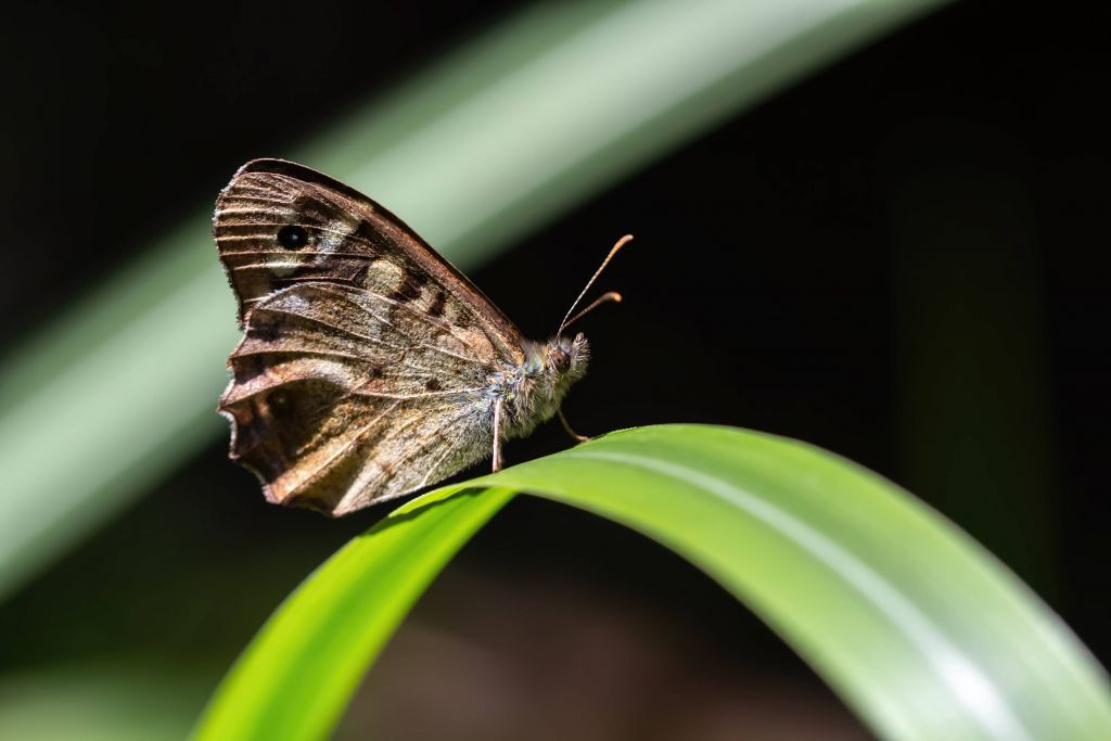 Papillon brun dans l'abstrait