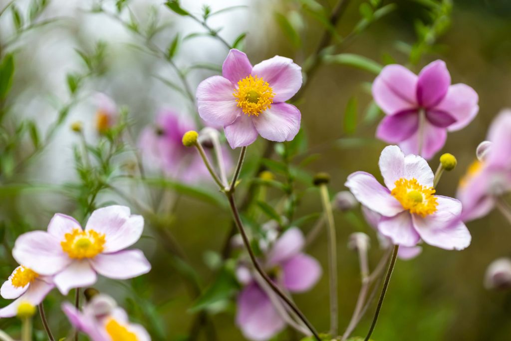 Jungle de fleurs roses