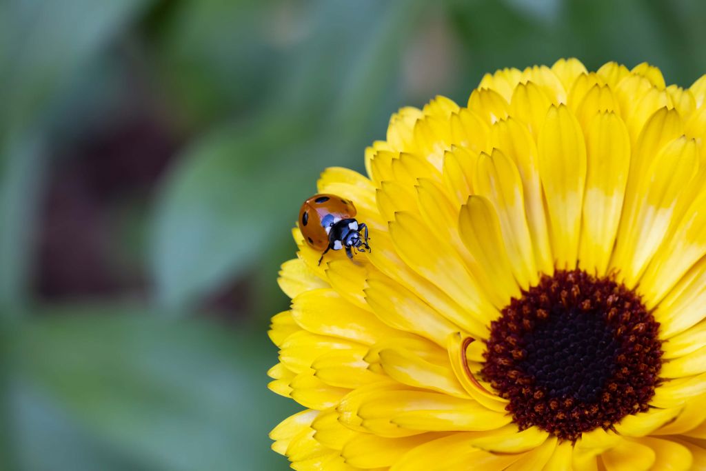 Coccinelle sur un œillet d'Inde