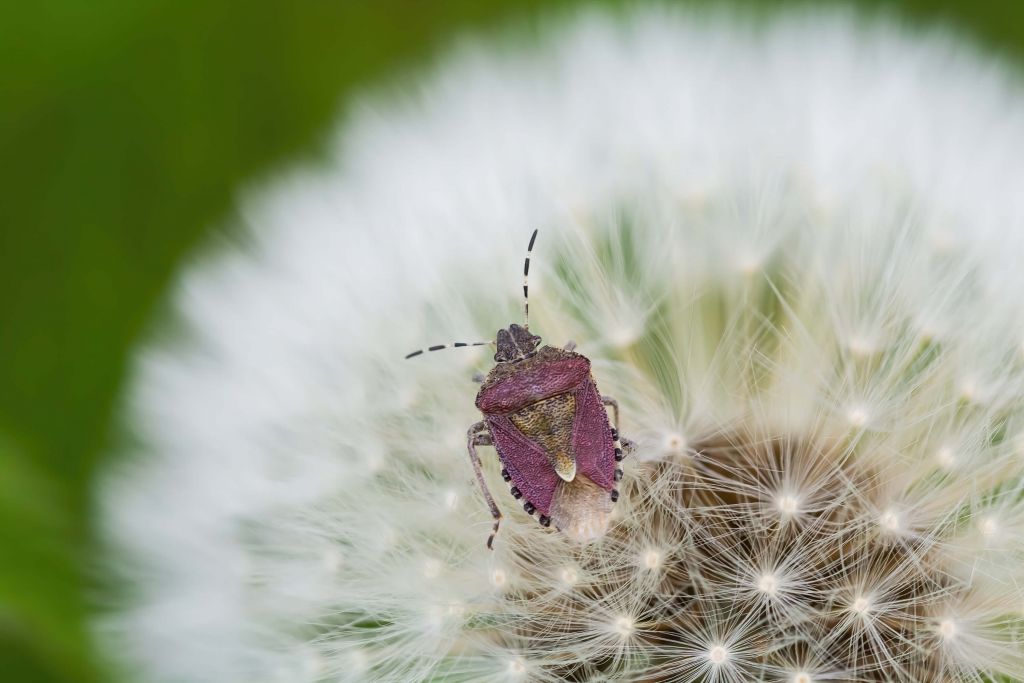 Coccinelle rose sur une fleur de pissenlit