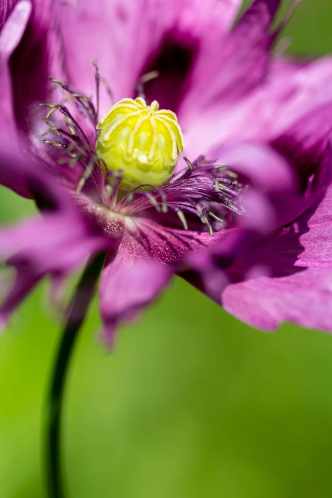 Coquelicot avec une touche de violet