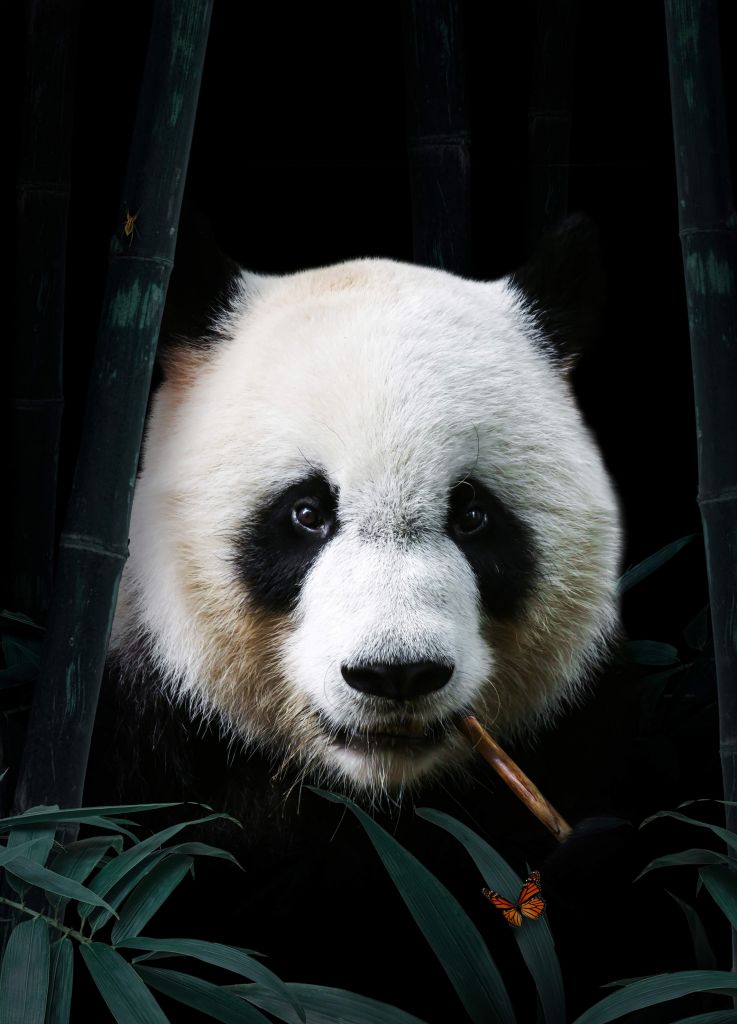 Panda Portrait
