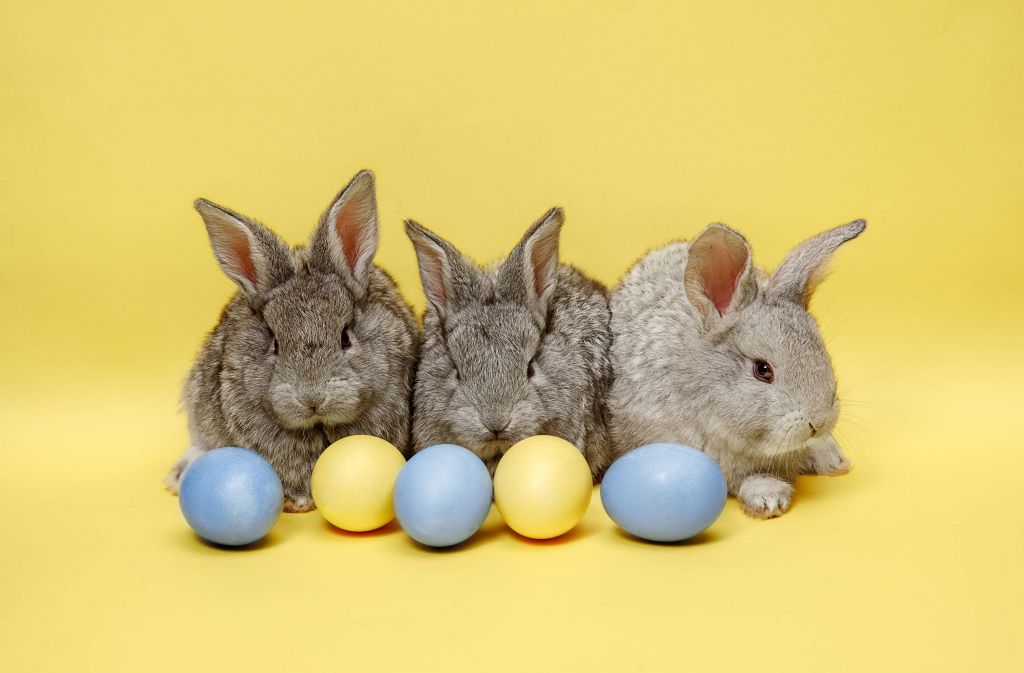 Bébés lapins avec œufs de Pâques