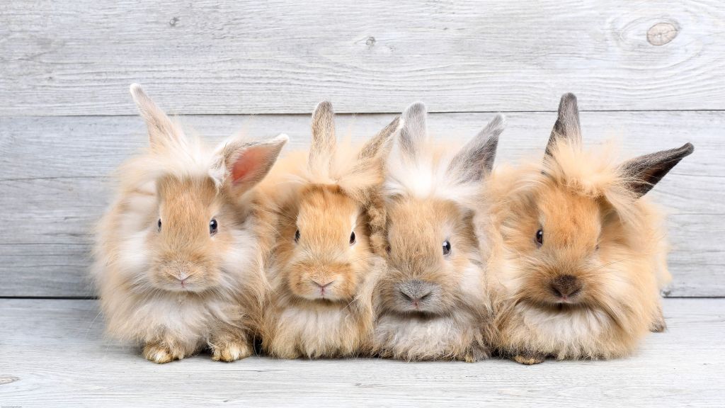 Lapins miniatures