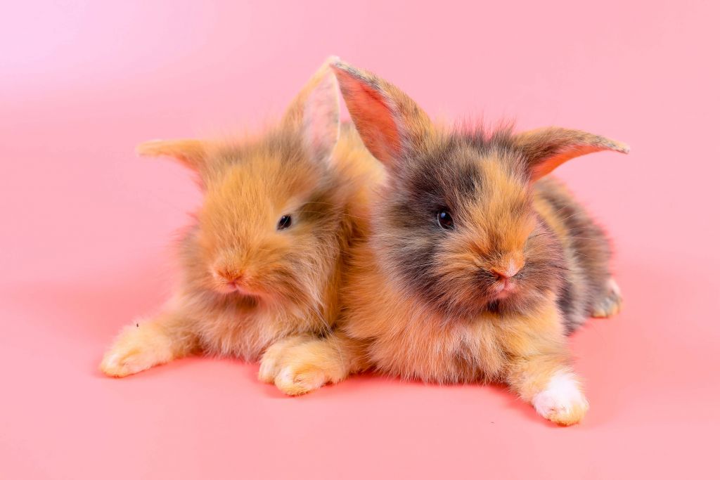 Lapins sur fond rose