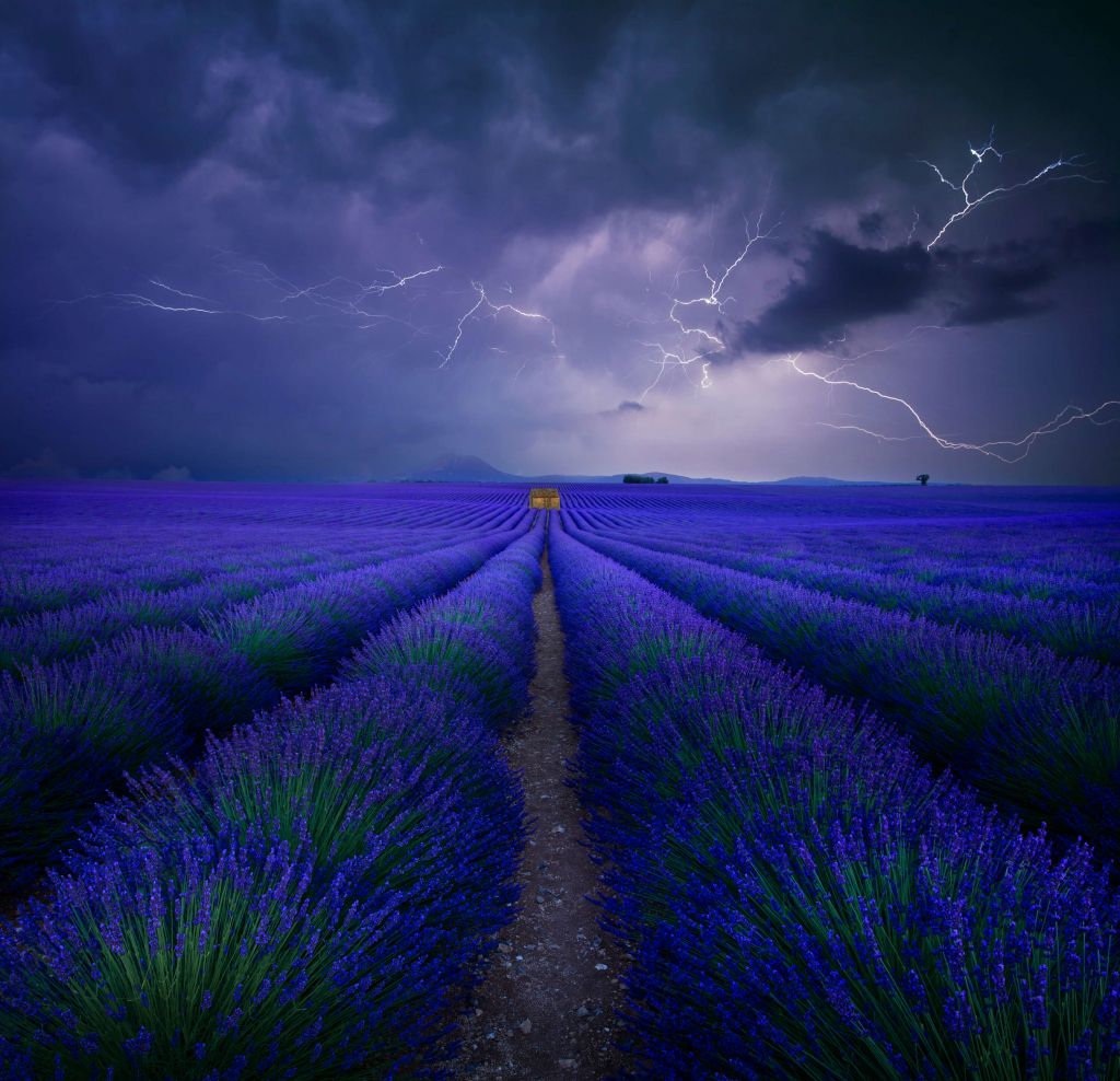 Wetter im Lavendelfeld