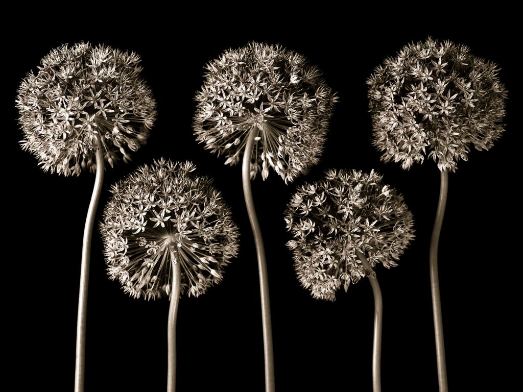 Allium