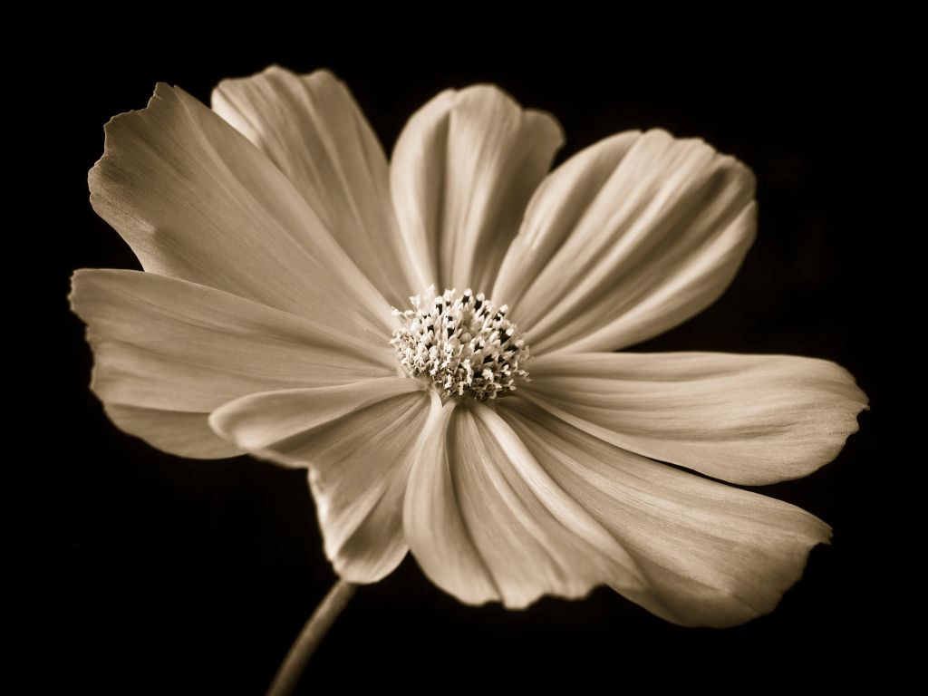 Fleur de cosmos