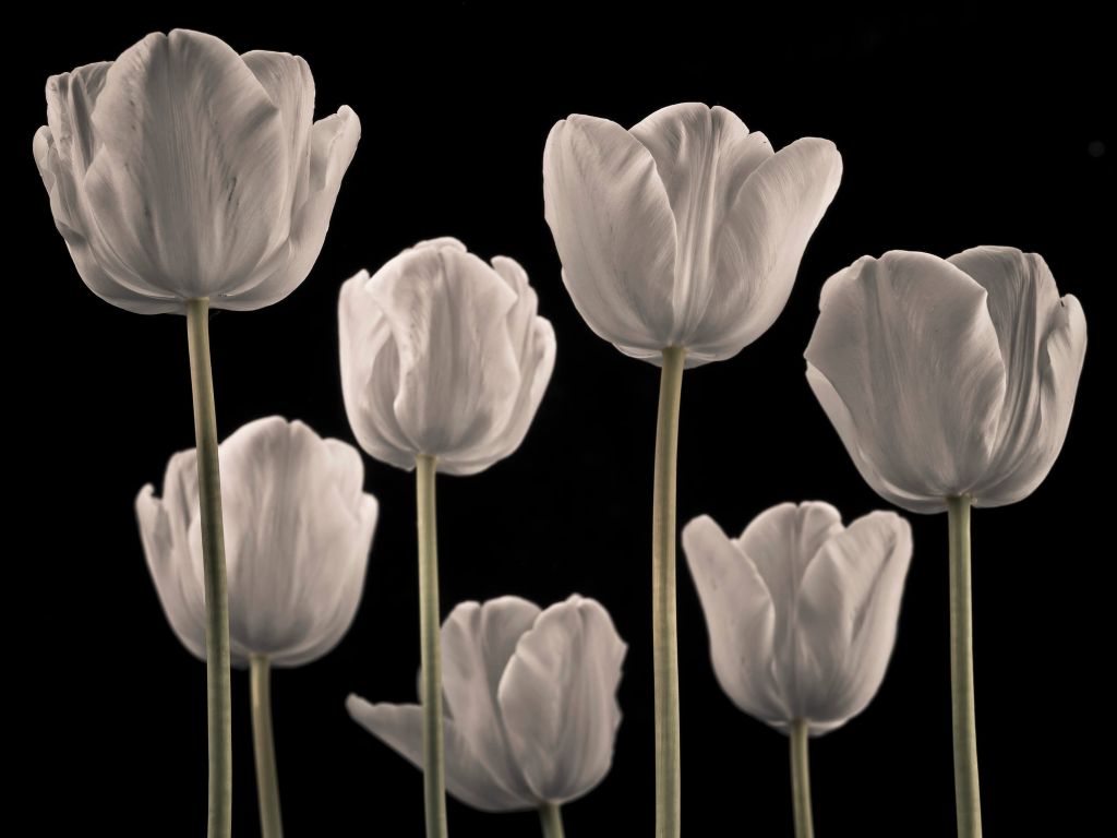 Différentes tulipes