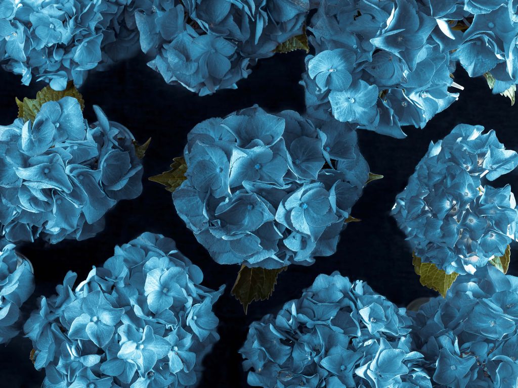 Hortensias bleus