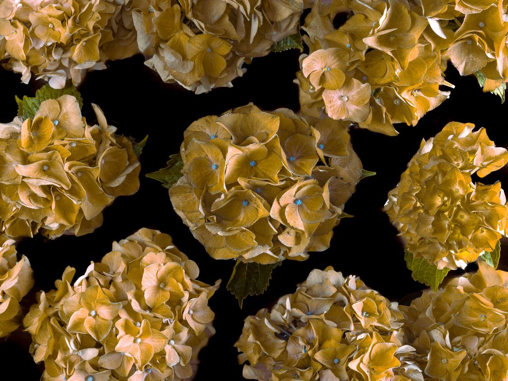Hortensias