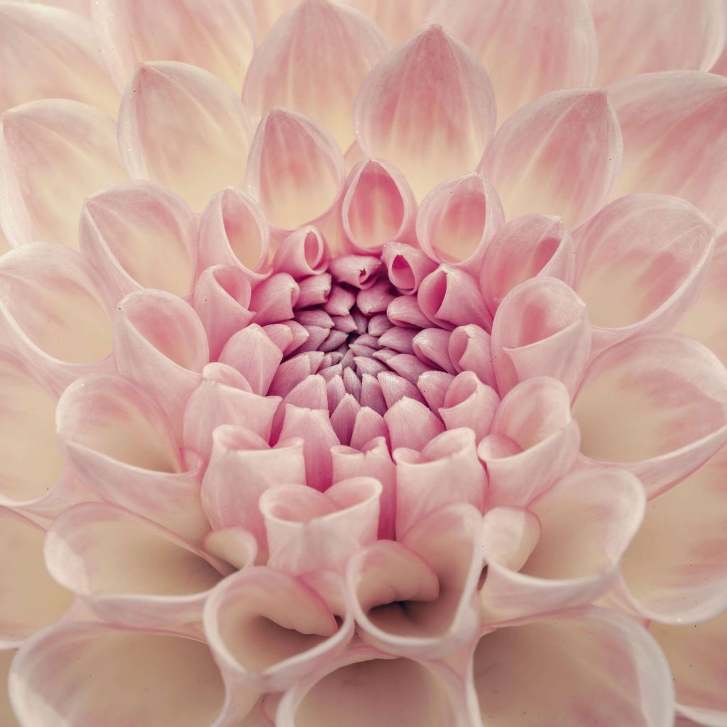 Dahlia en gros plan