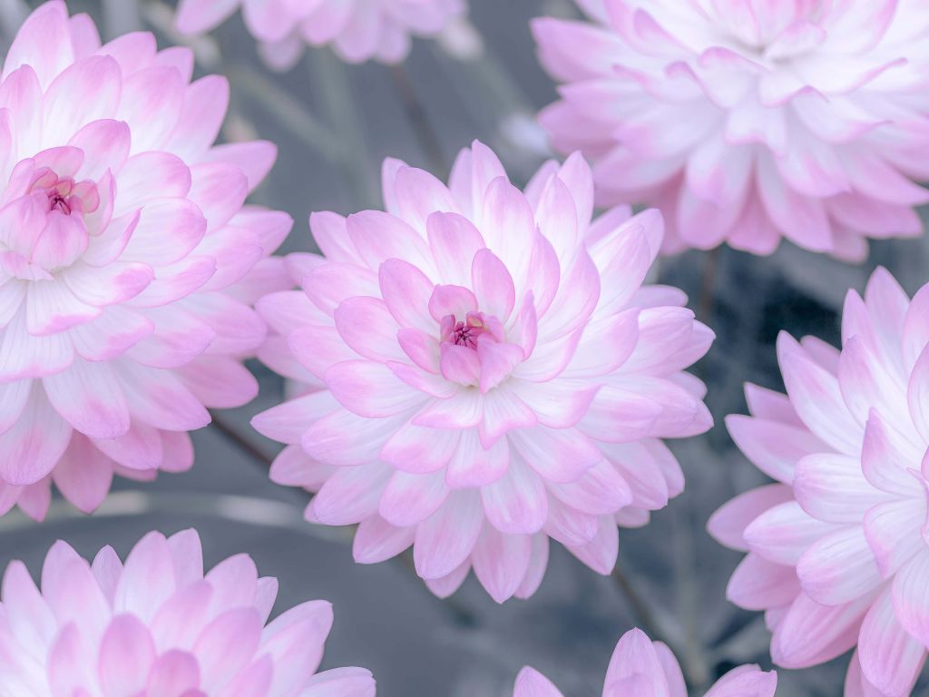 Rose fleur de dahlia