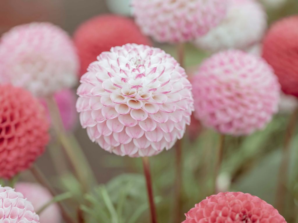 Fleurs de dahlia roses