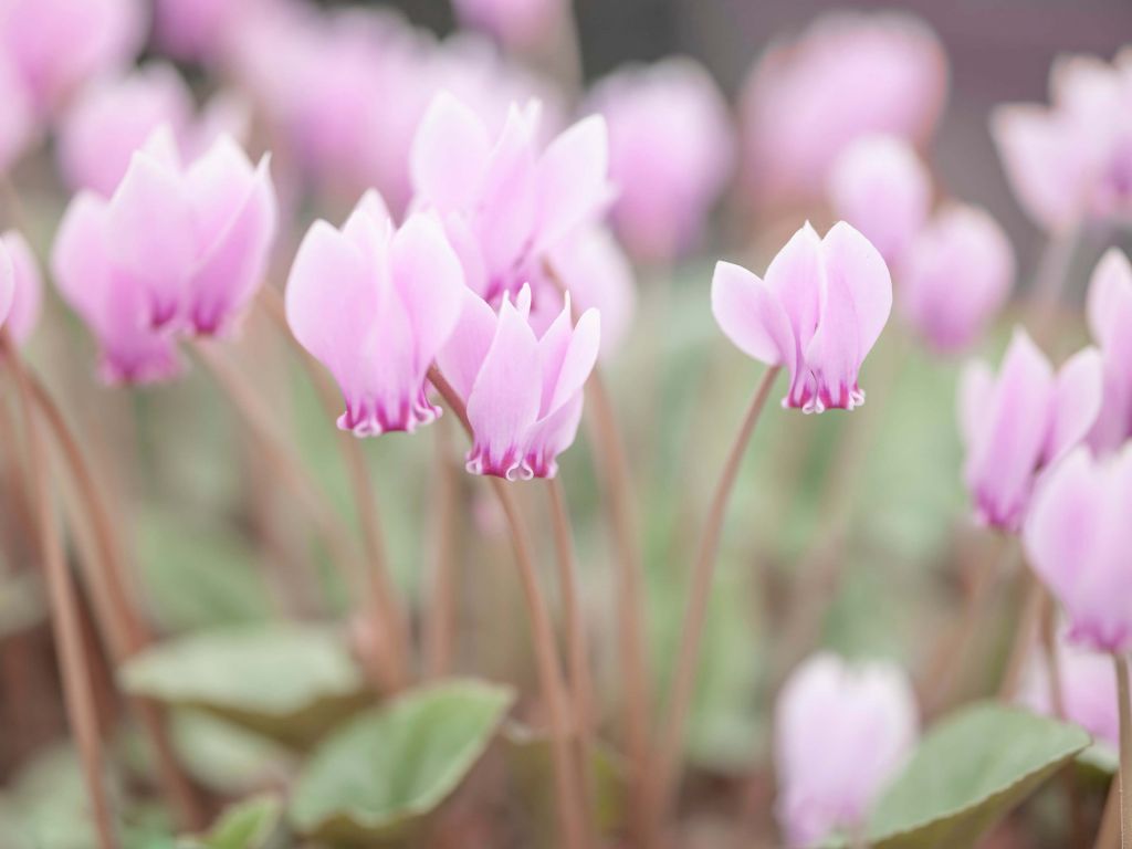 Jolies fleurs de lierre