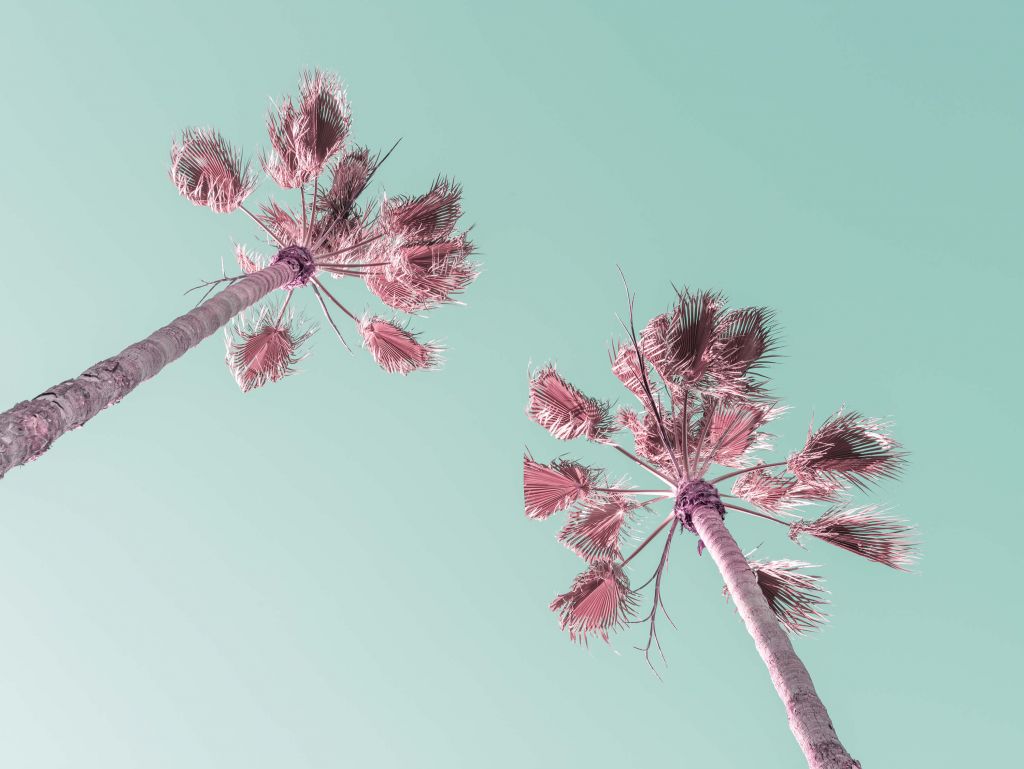 Palmiers en été