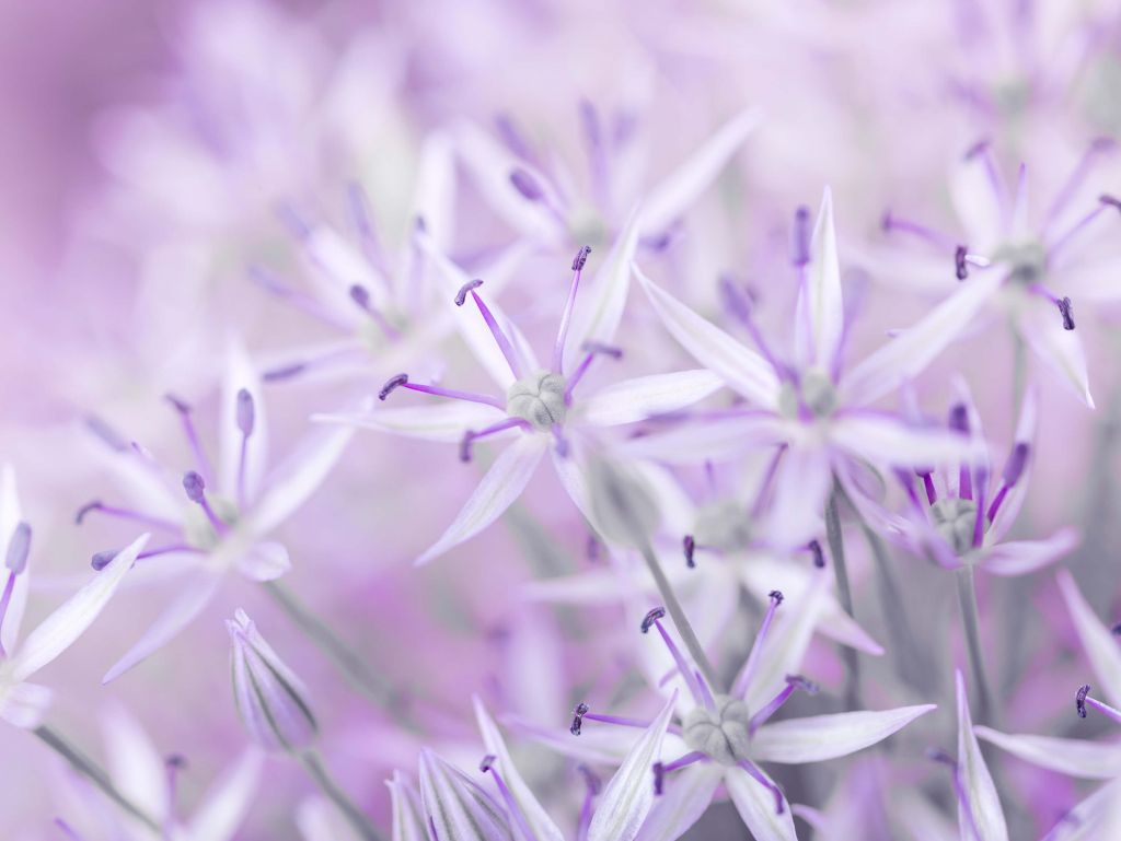 Fleurs d'allium en gros plan