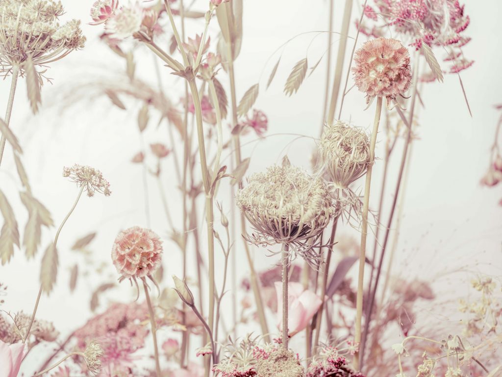 Fleurs dans la prairie