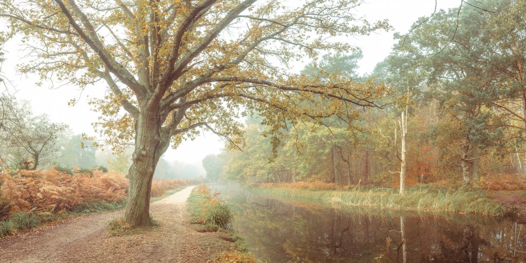 Lac dans la forêt d'automne